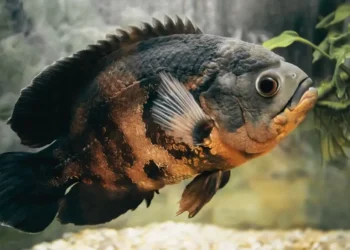 Best Cleaner Fish For Oscar Tank