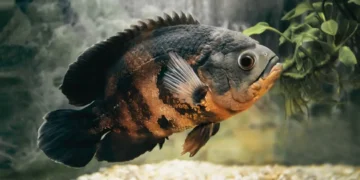 Best Cleaner Fish For Oscar Tank