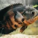 Best Cleaner Fish For Oscar Tank