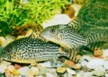 Best Bottom Feeder Fish for Small Tank