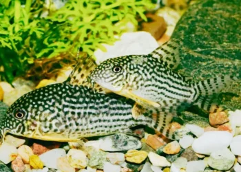 Best Bottom Feeder Fish for Small Tank