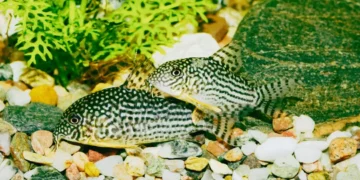 Best Bottom Feeder Fish for Small Tank