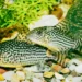 Best Bottom Feeder Fish for Small Tank
