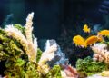 Best Fish for A 3 Gallon Aquarium