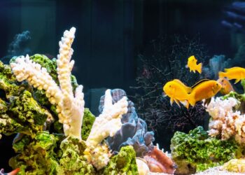 Best Fish for A 3 Gallon Aquarium
