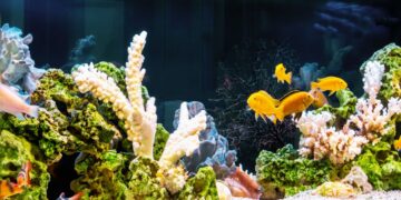 Best Fish for A 3 Gallon Aquarium