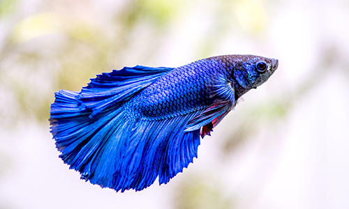 Betta Fish (Betta Splendens)