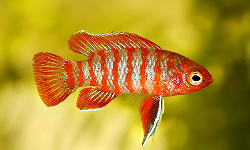 Scarlet Badis (Dario Dario)