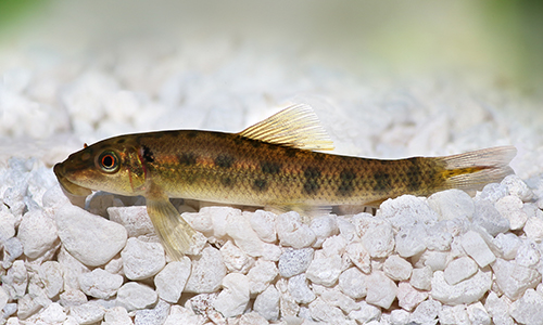 Chinese Algae Eater (Gyrinocheilus aymonieri)